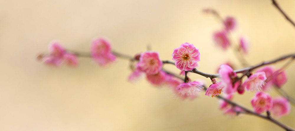 Roze bloesem aan tak